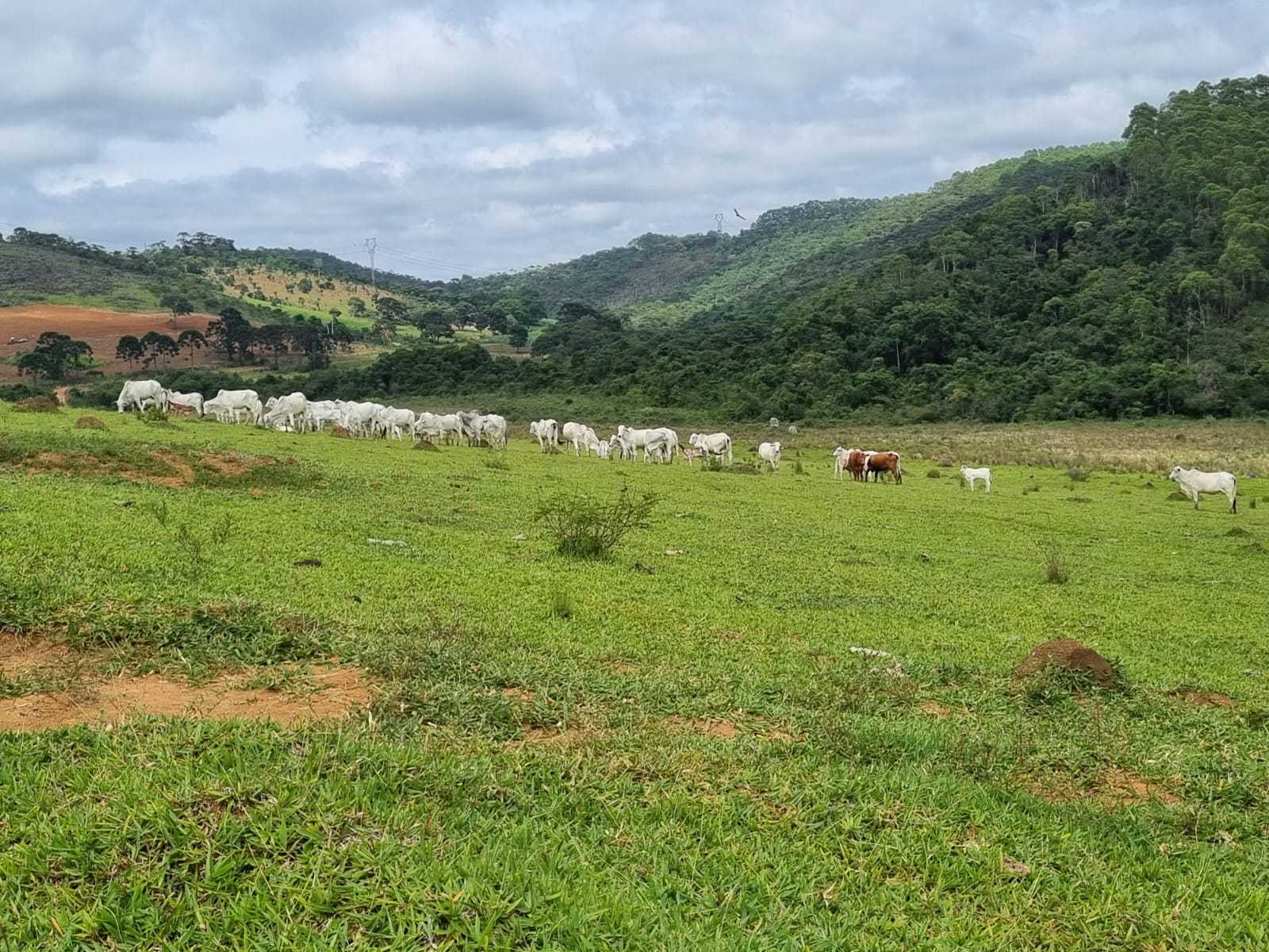 Chácara à venda com 2 quartos, 5400000m² - Foto 2