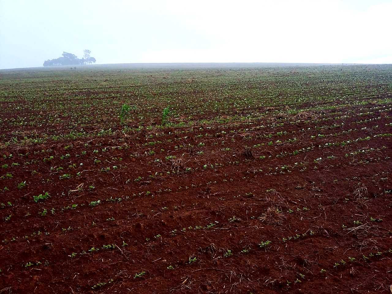 Chácara à venda com 4 quartos, 6530000m² - Foto 5