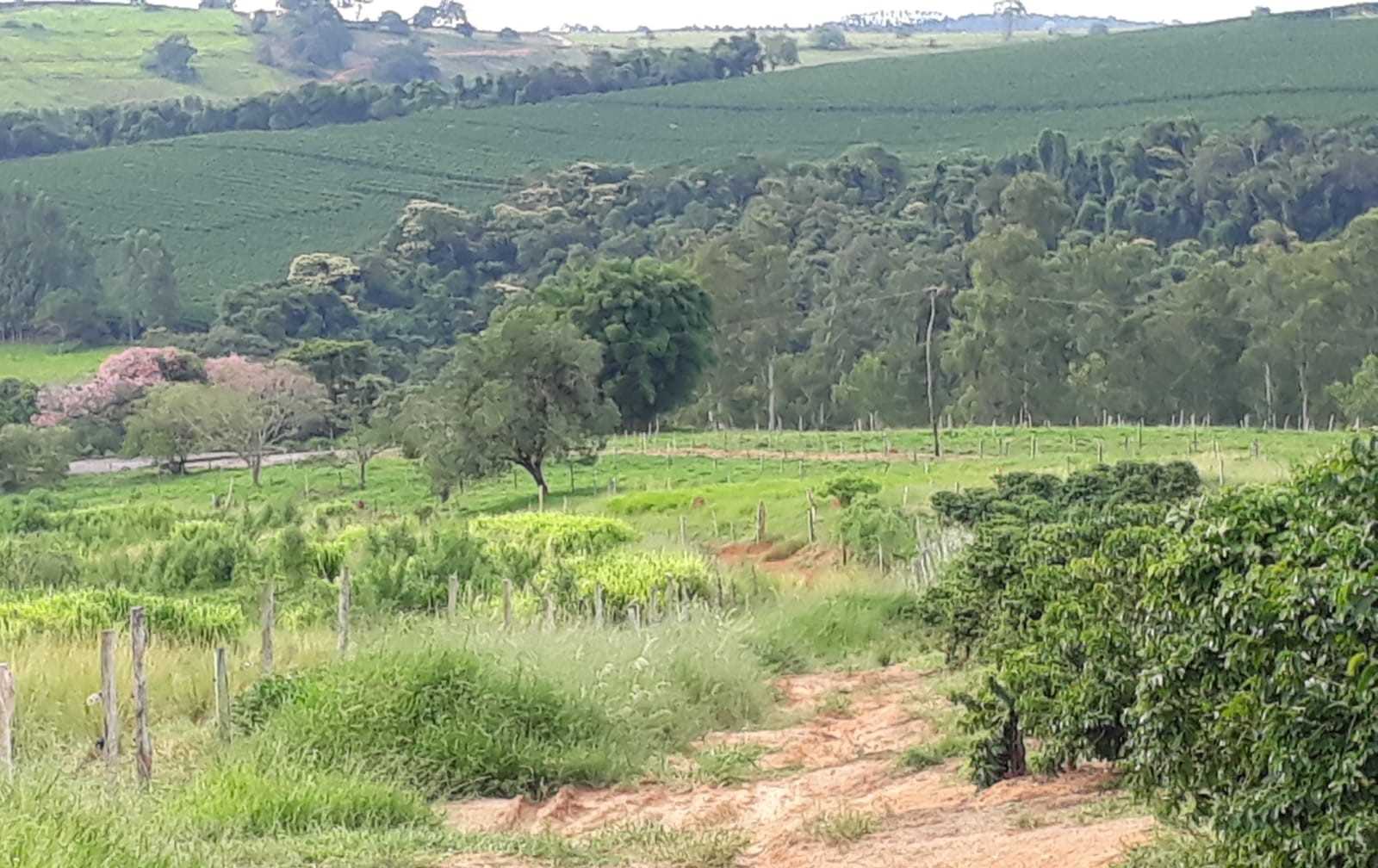 Chácara à venda com 4 quartos, 1140000m² - Foto 7