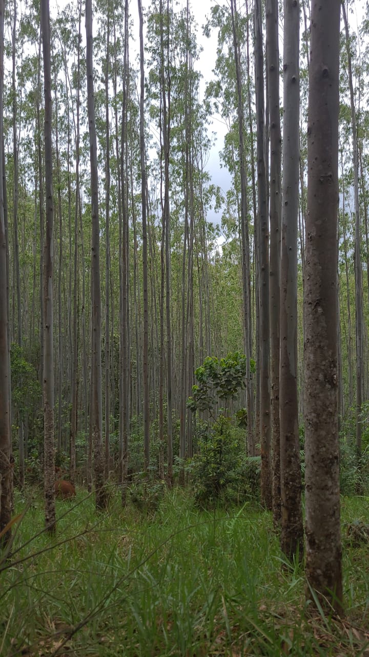 Chácara, 1 quarto, 134 hectares - Foto 3