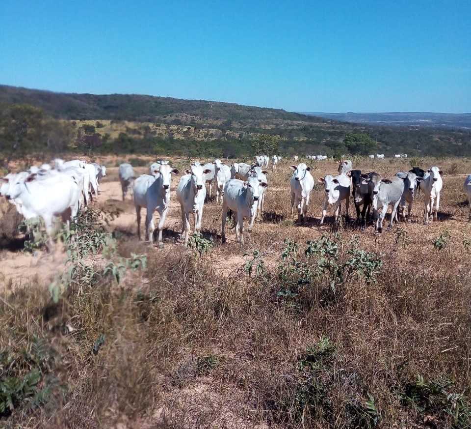 Chácara à venda com 3 quartos, 7230000m² - Foto 1