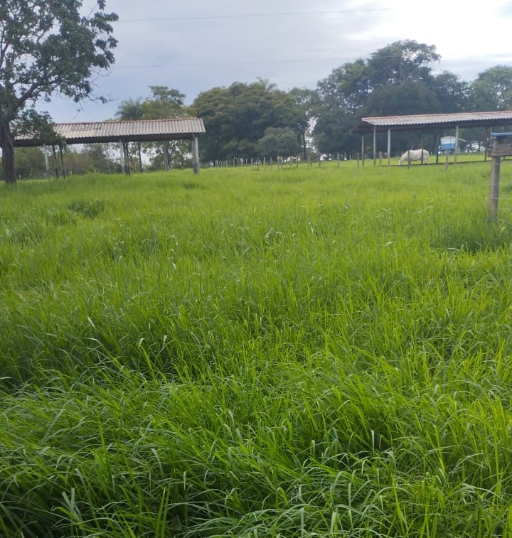 Chácara à venda com 4 quartos, 200000m² - Foto 11