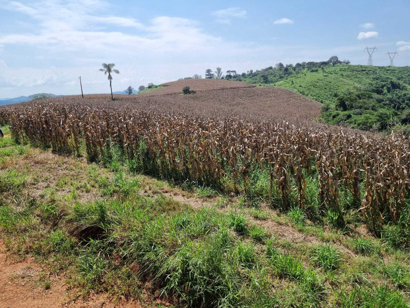 Chácara à venda com 3 quartos, 2260000m² - Foto 7