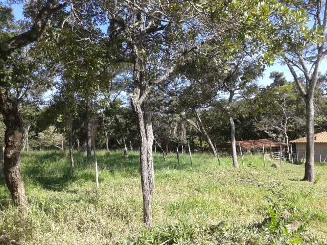 Chácara à venda com 3 quartos, 20000m² - Foto 13