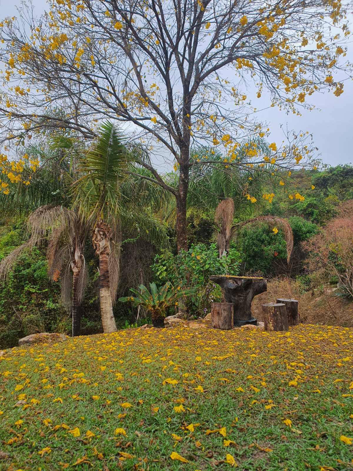 Chácara à venda com 5 quartos, 17000m² - Foto 6