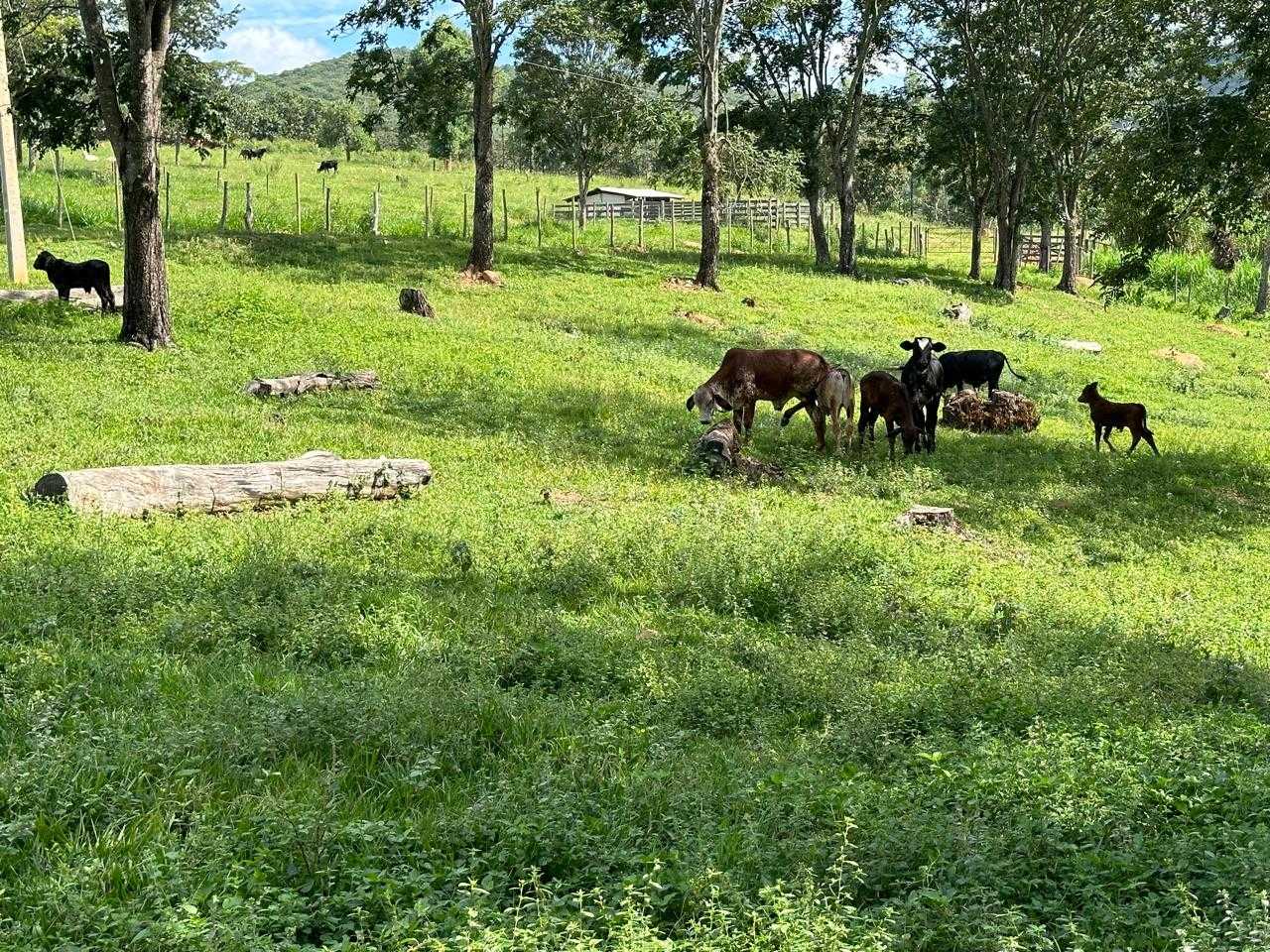 Chácara à venda com 1 quarto, 95000m² - Foto 1