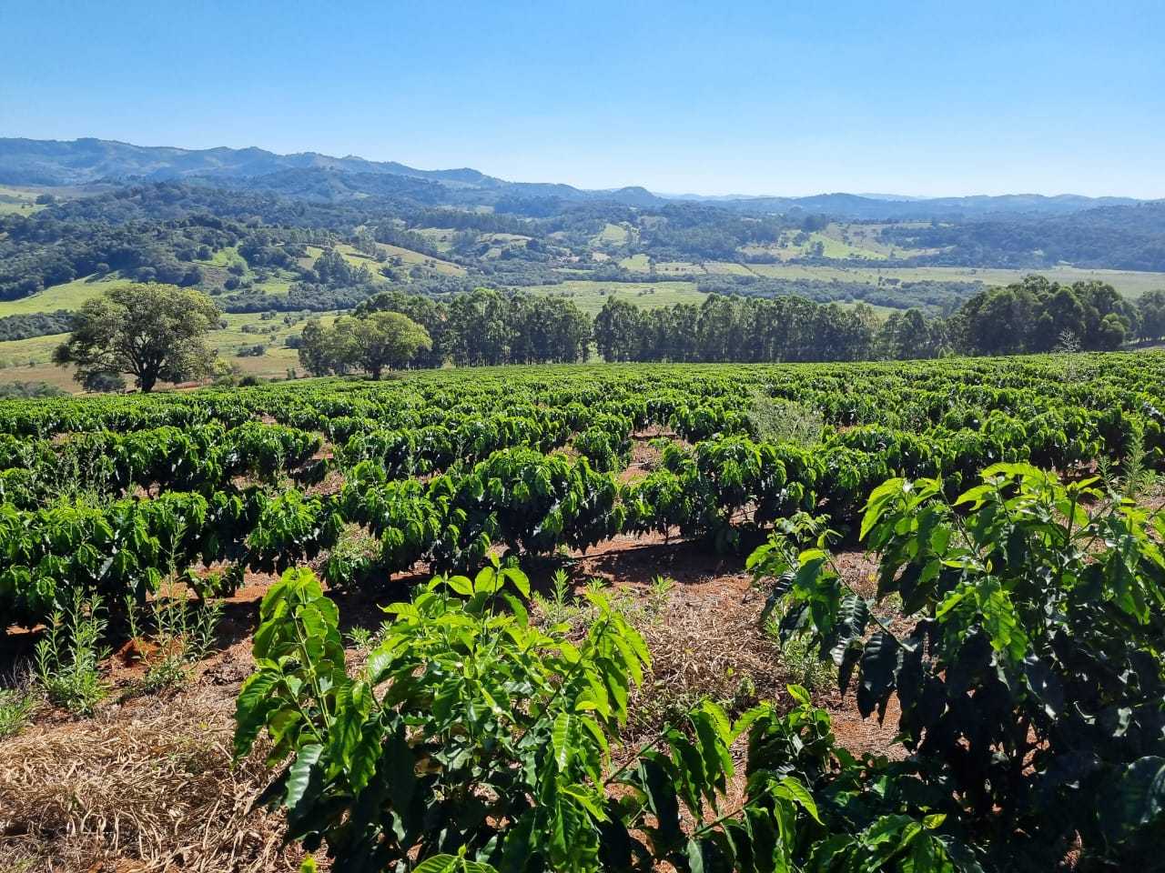 Chácara à venda com 4 quartos, 1130000m² - Foto 8