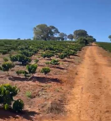 Chácara à venda com 4 quartos, 1130000m² - Foto 6