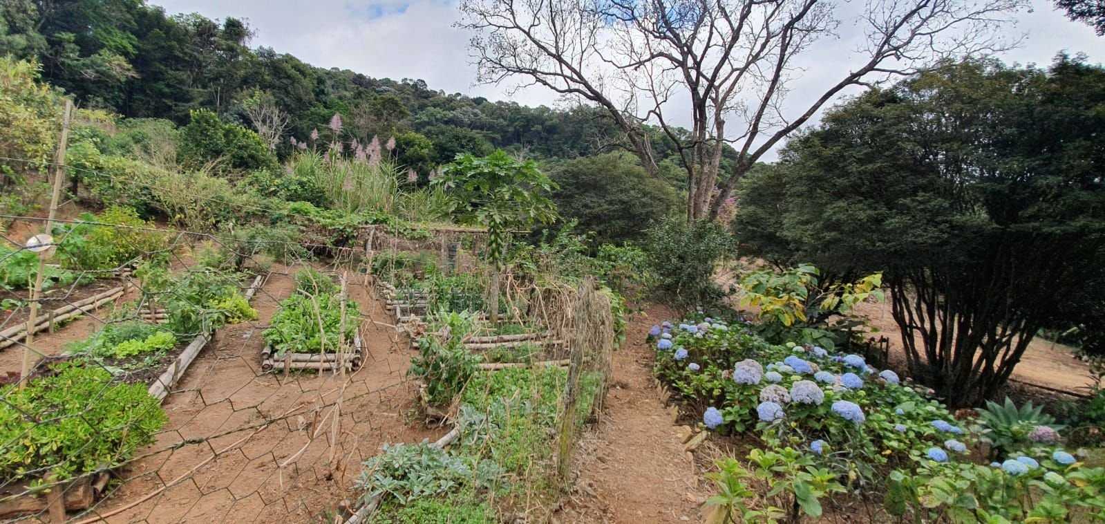 Chácara à venda com 3 quartos, 198200m² - Foto 10