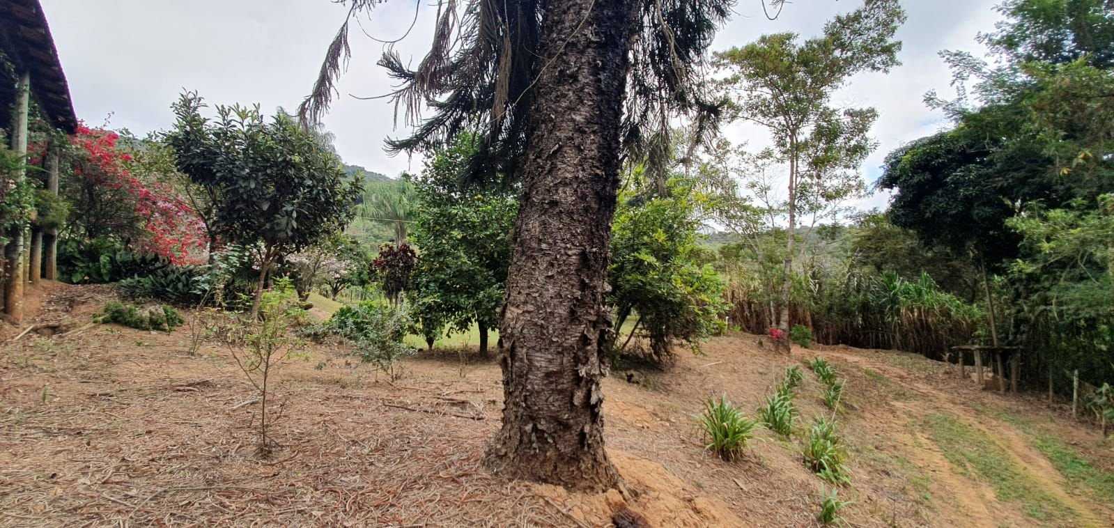 Chácara à venda com 3 quartos, 198200m² - Foto 19