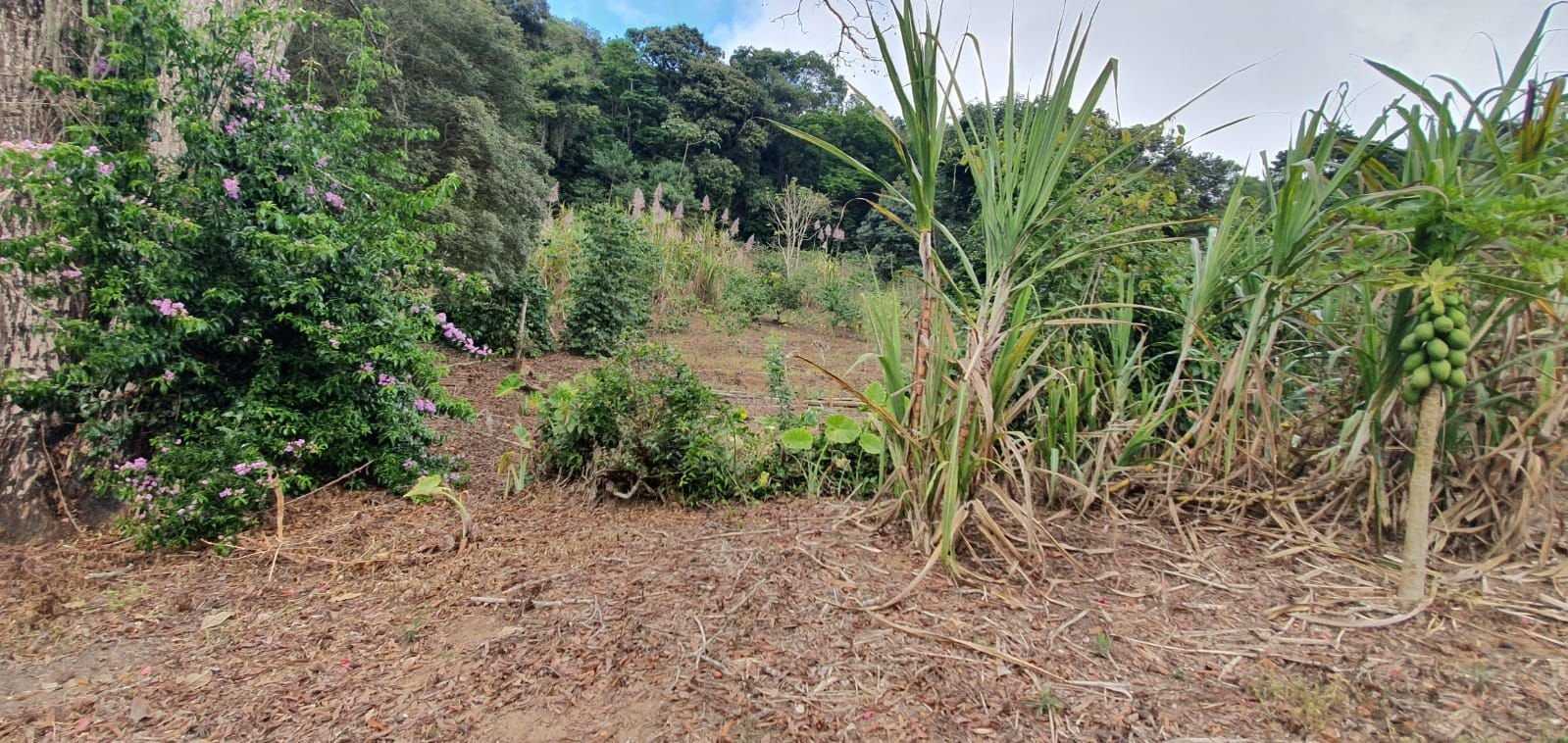 Chácara à venda com 3 quartos, 198200m² - Foto 23