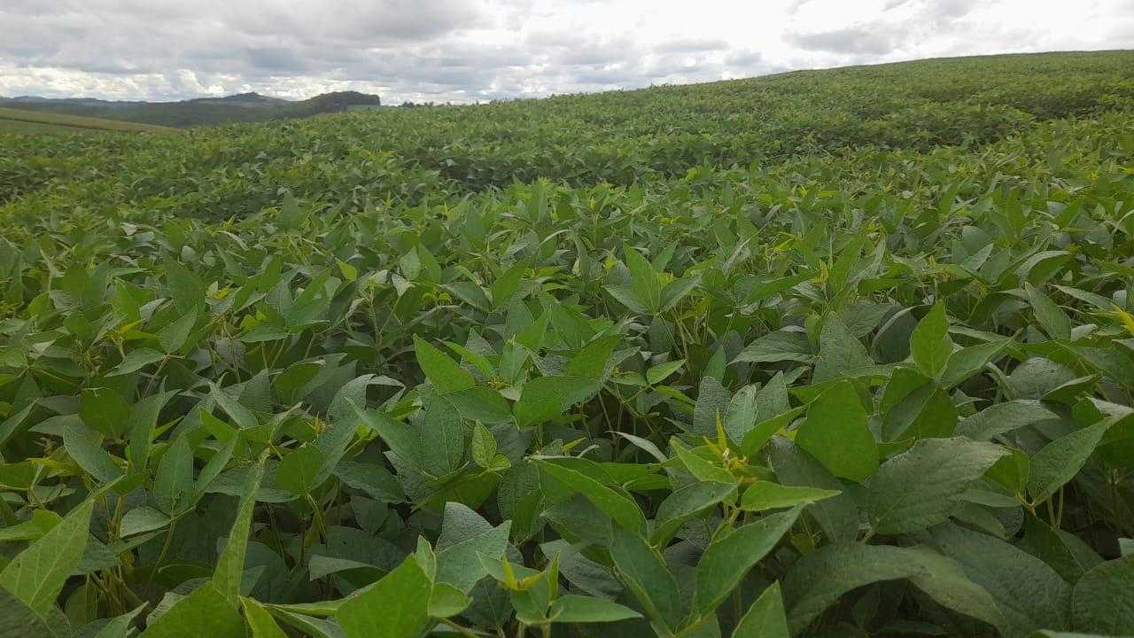 Chácara à venda com 1 quarto, 900000m² - Foto 10