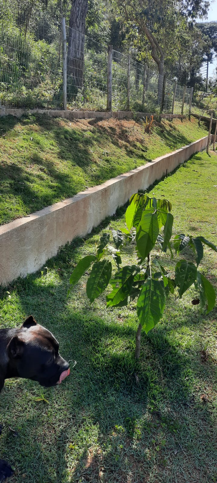 Chácara à venda com 4 quartos, 2000m² - Foto 20