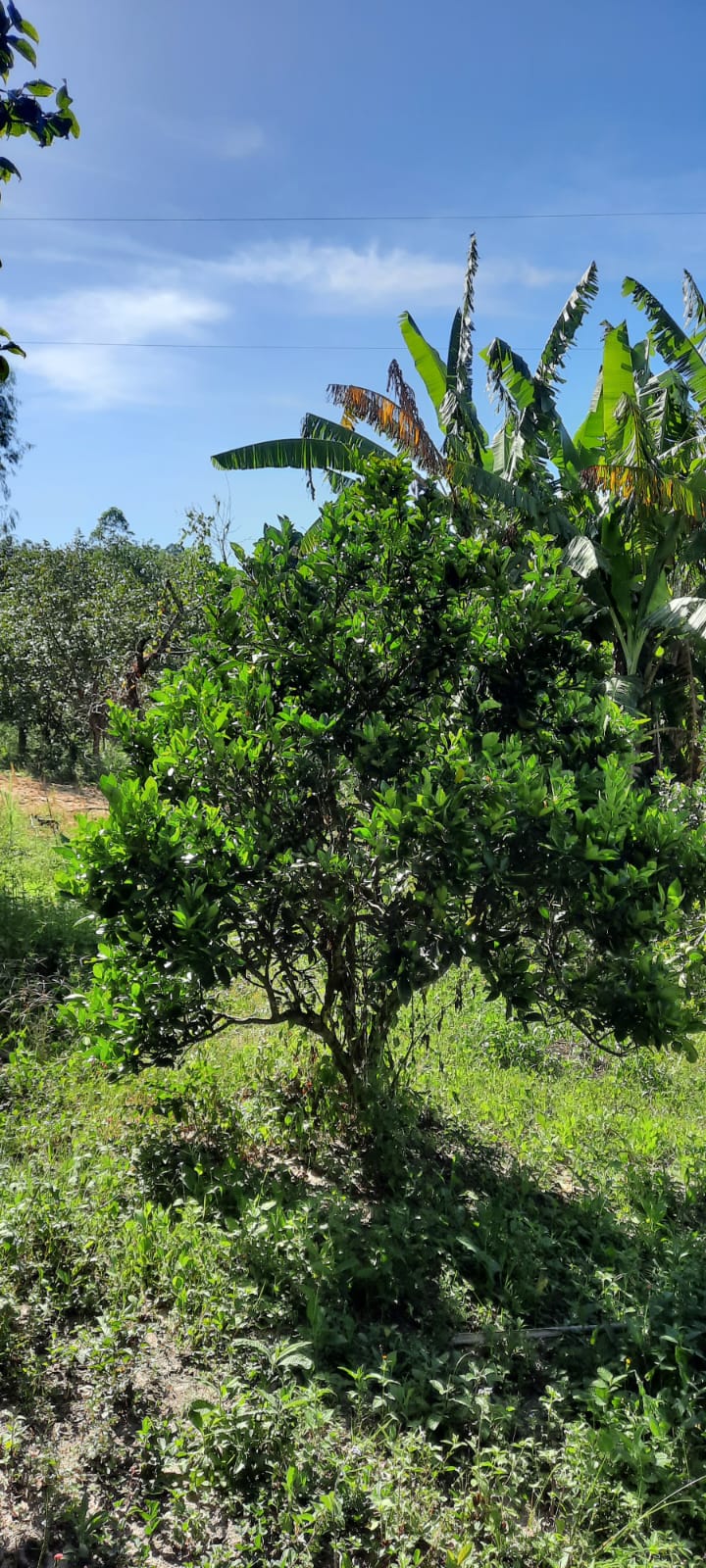 Chácara à venda com 4 quartos, 2000m² - Foto 22