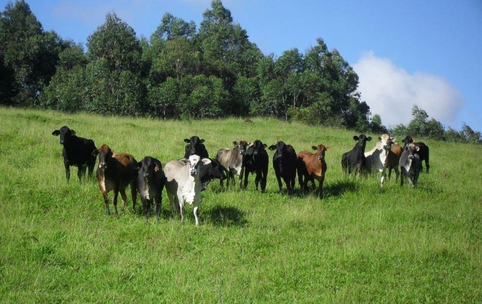 Chácara à venda com 2 quartos, 12830000m² - Foto 1