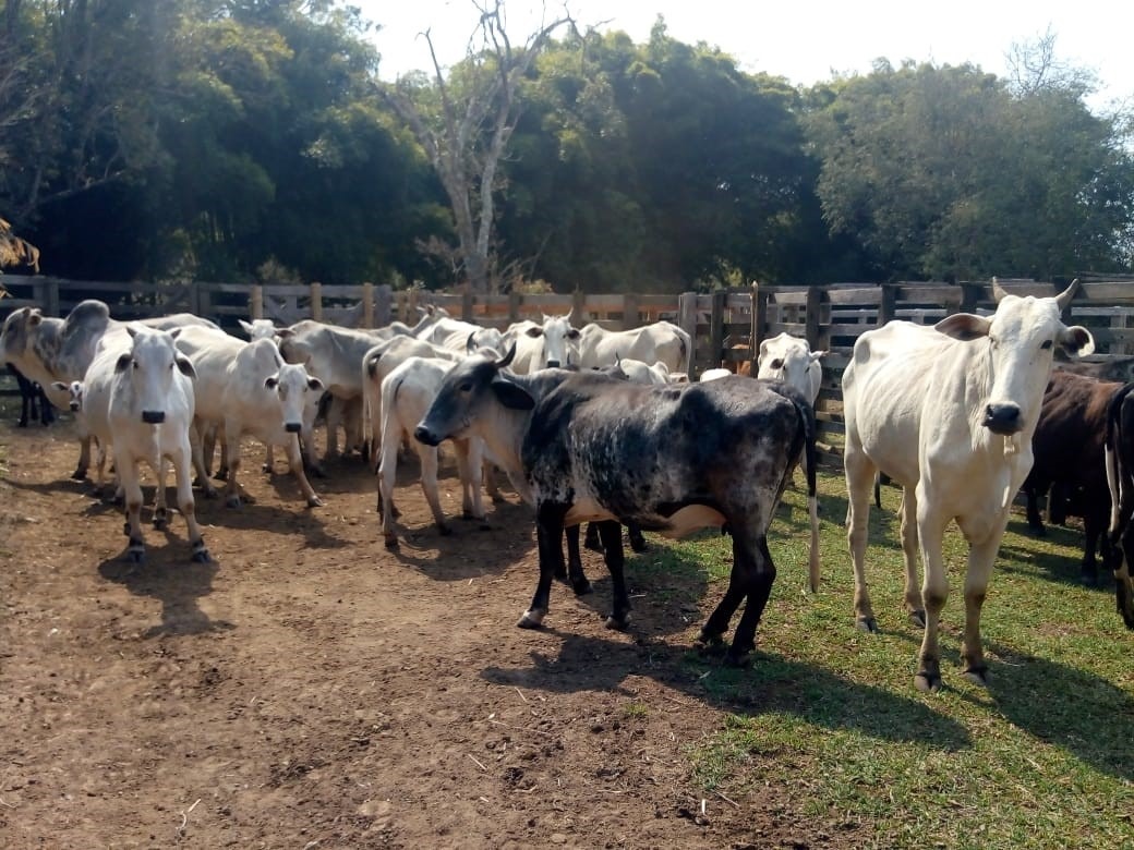 Chácara à venda com 1 quarto, 532400m² - Foto 4