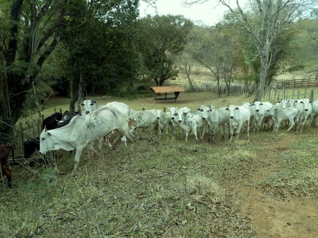 Chácara à venda com 1 quarto, 532400m² - Foto 1