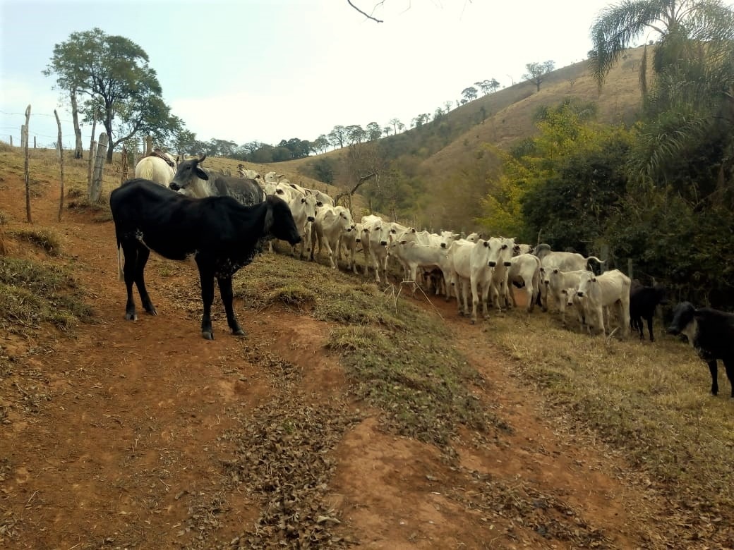 Chácara à venda com 1 quarto, 532400m² - Foto 6