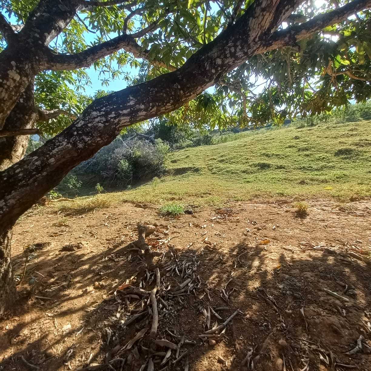 Chácara à venda com 1 quarto, 54300m² - Foto 4