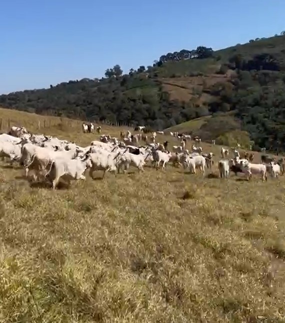 Chácara à venda com 4 quartos, 2855600m² - Foto 19