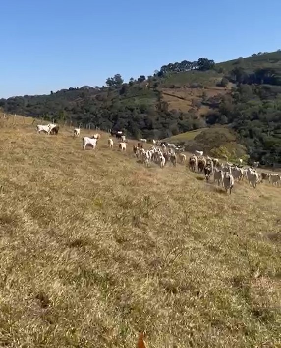 Chácara à venda com 4 quartos, 2855600m² - Foto 20