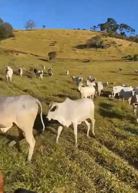 Chácara à venda com 4 quartos, 2855600m² - Foto 23