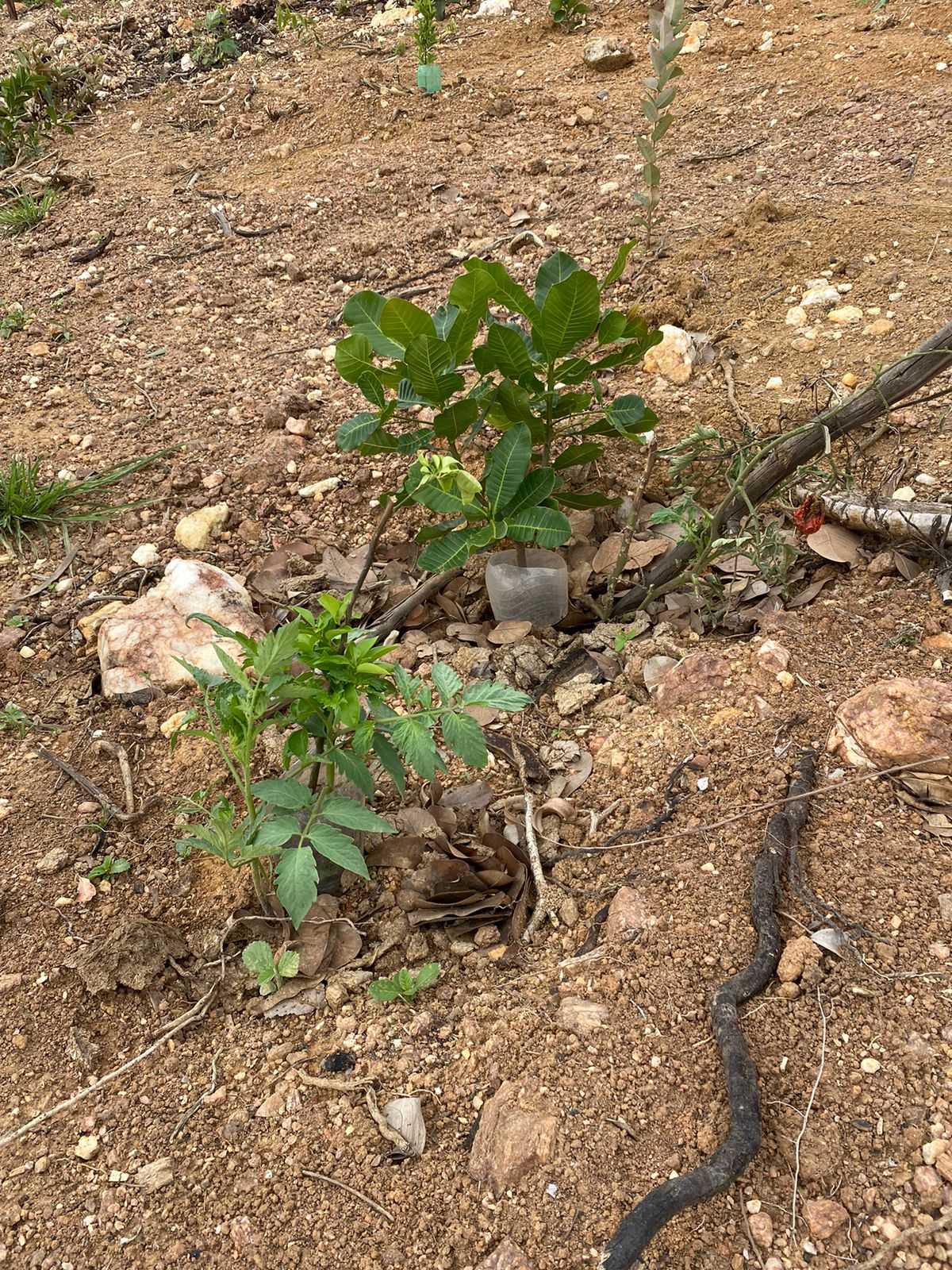 Terreno à venda, 1000m² - Foto 20