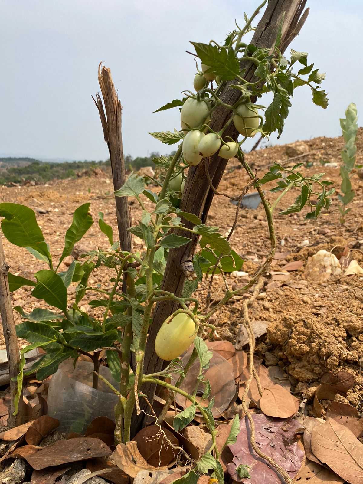 Terreno à venda, 1000m² - Foto 13