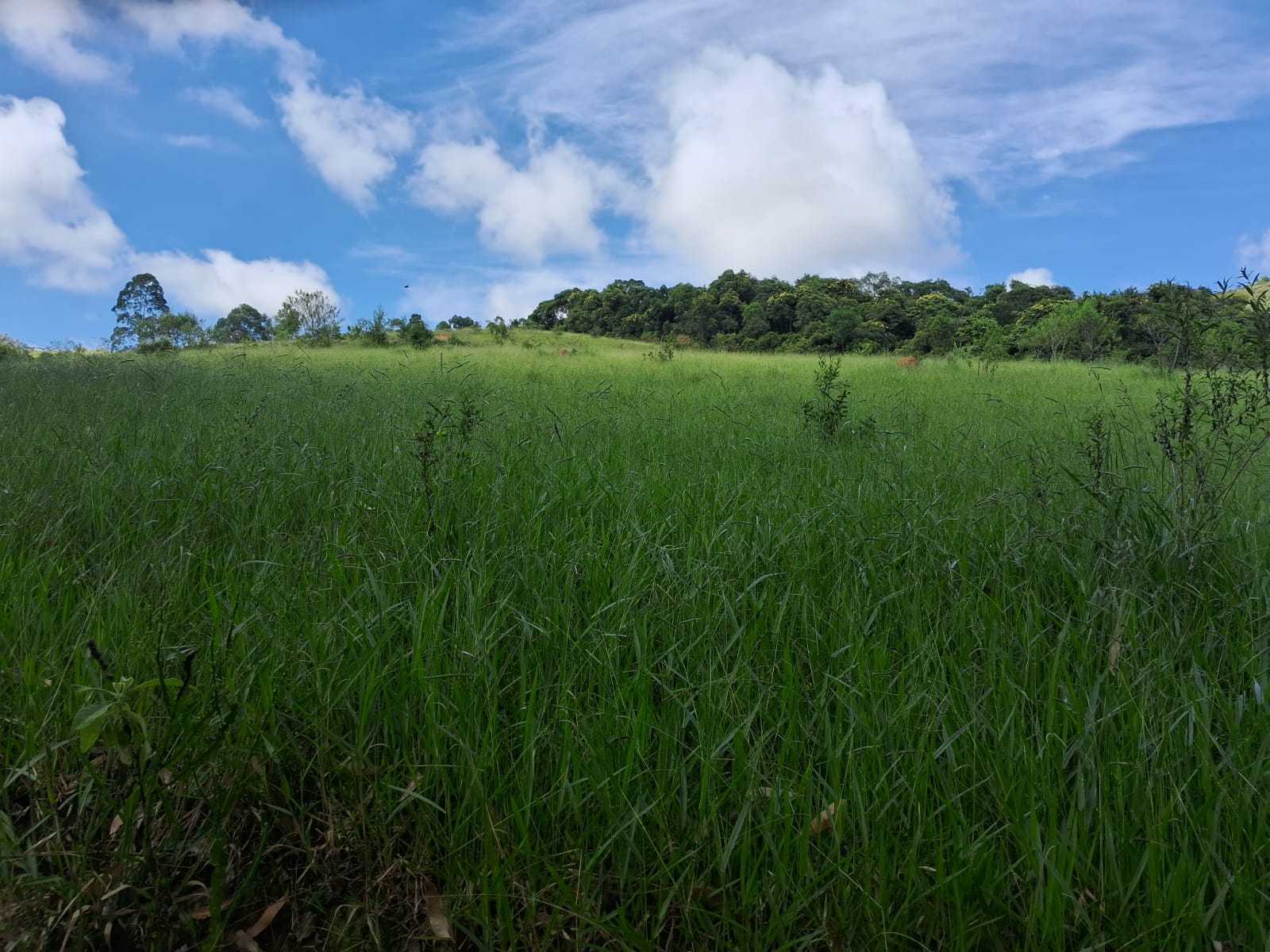 Chácara à venda com 3 quartos, 1790800m² - Foto 14