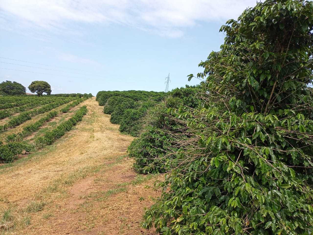 Chácara à venda com 3 quartos, 1260000m² - Foto 1