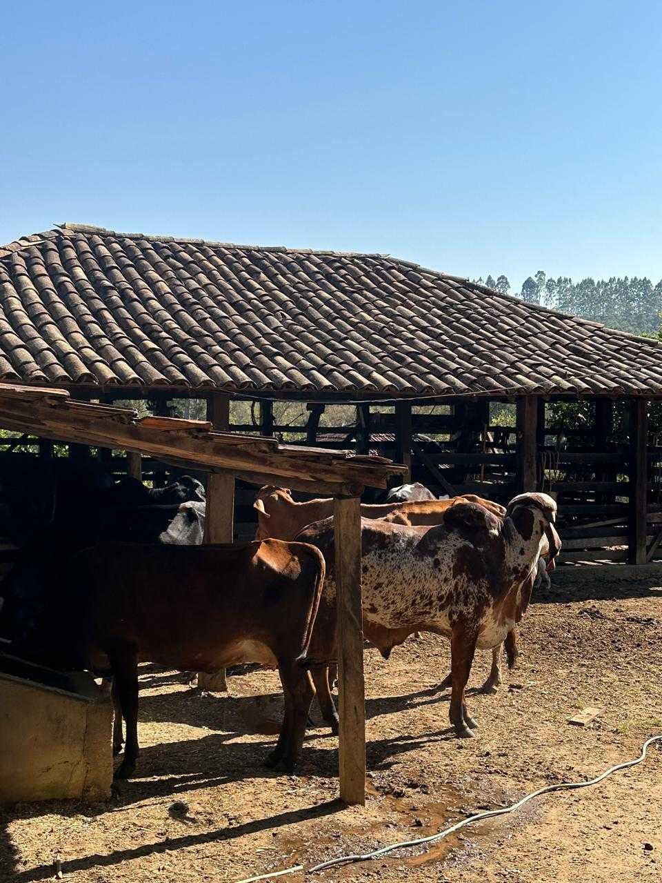 Chácara à venda com 7 quartos, 450000m² - Foto 21