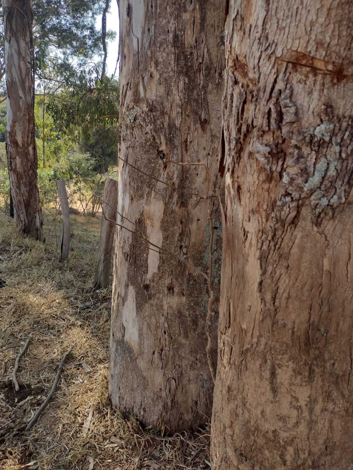 Chácara à venda com 1 quarto, 1000000m² - Foto 10