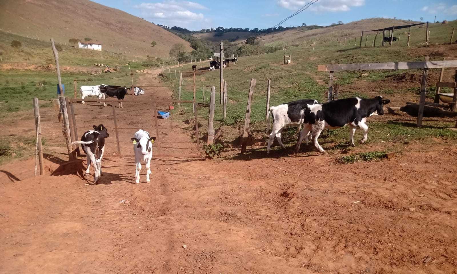 Chácara à venda com 3 quartos, 1550000m² - Foto 4