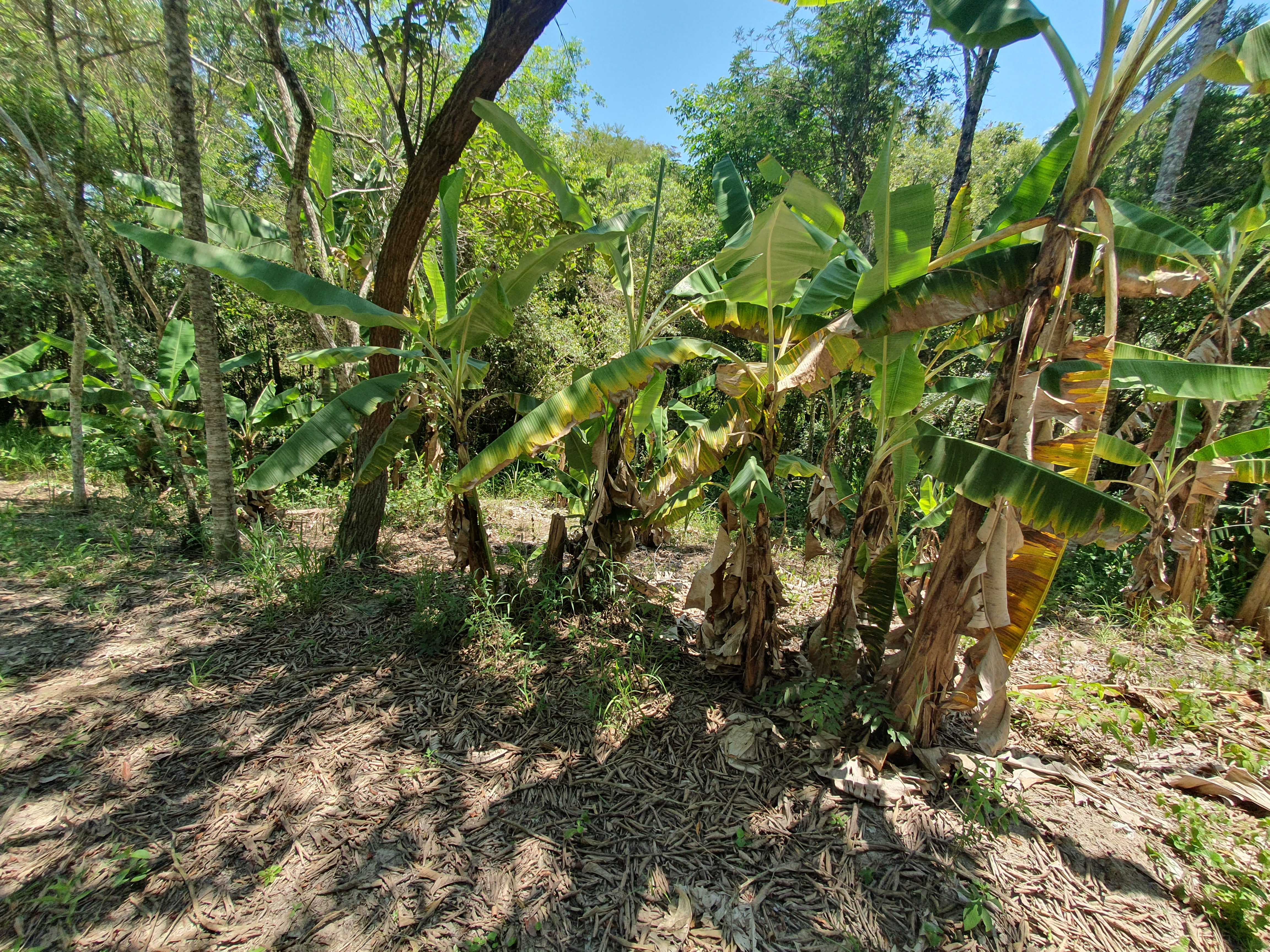 Chácara à venda com 2 quartos, 20000m² - Foto 15