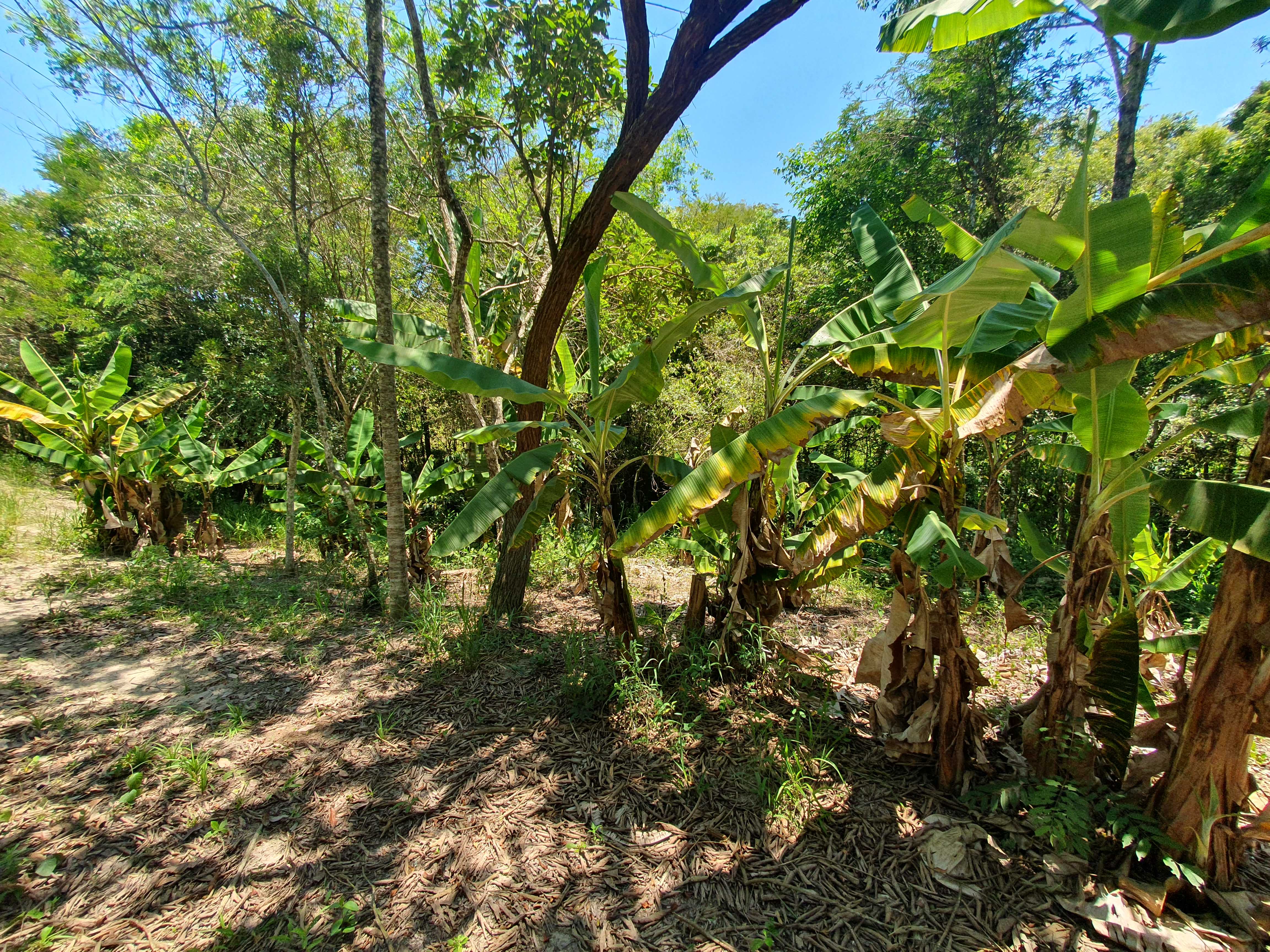 Chácara à venda com 2 quartos, 20000m² - Foto 16