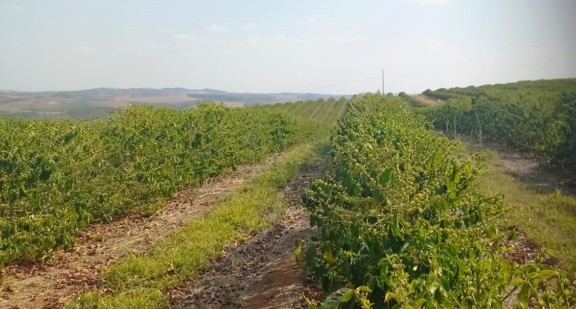 Chácara à venda com 4 quartos, 4200000m² - Foto 16