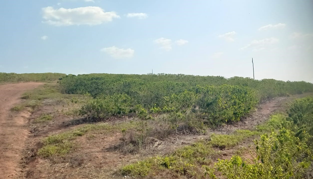 Chácara à venda com 4 quartos, 4200000m² - Foto 8