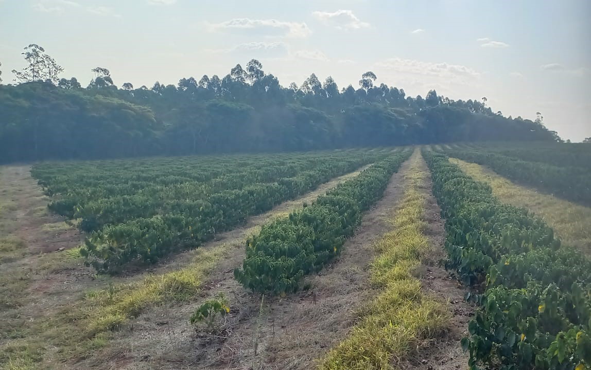 Chácara à venda com 4 quartos, 4200000m² - Foto 25