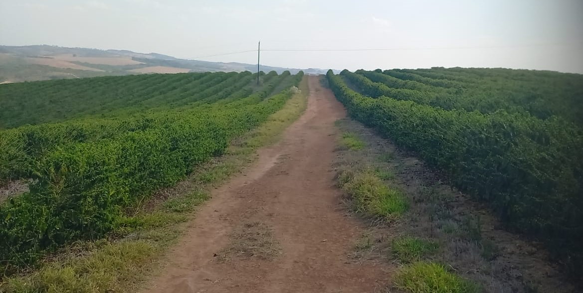 Chácara à venda com 4 quartos, 4200000m² - Foto 5