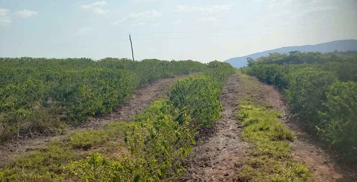 Chácara à venda com 4 quartos, 4200000m² - Foto 9