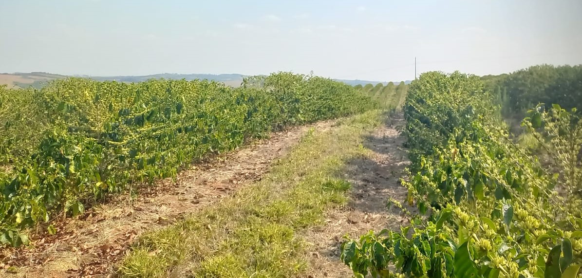 Chácara à venda com 4 quartos, 4200000m² - Foto 12