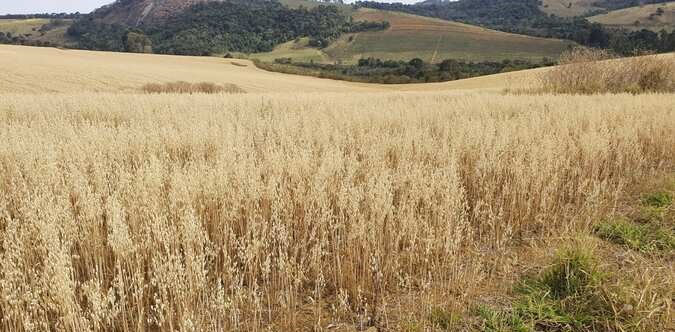 Chácara à venda com 3 quartos, 3130000m² - Foto 4