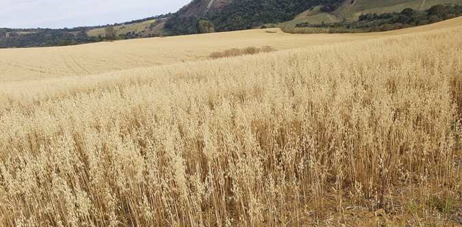 Chácara à venda com 3 quartos, 3130000m² - Foto 3