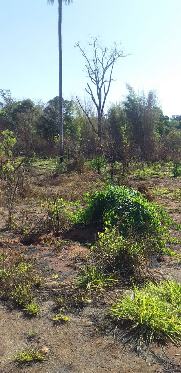 Terreno à venda, 6500m² - Foto 1