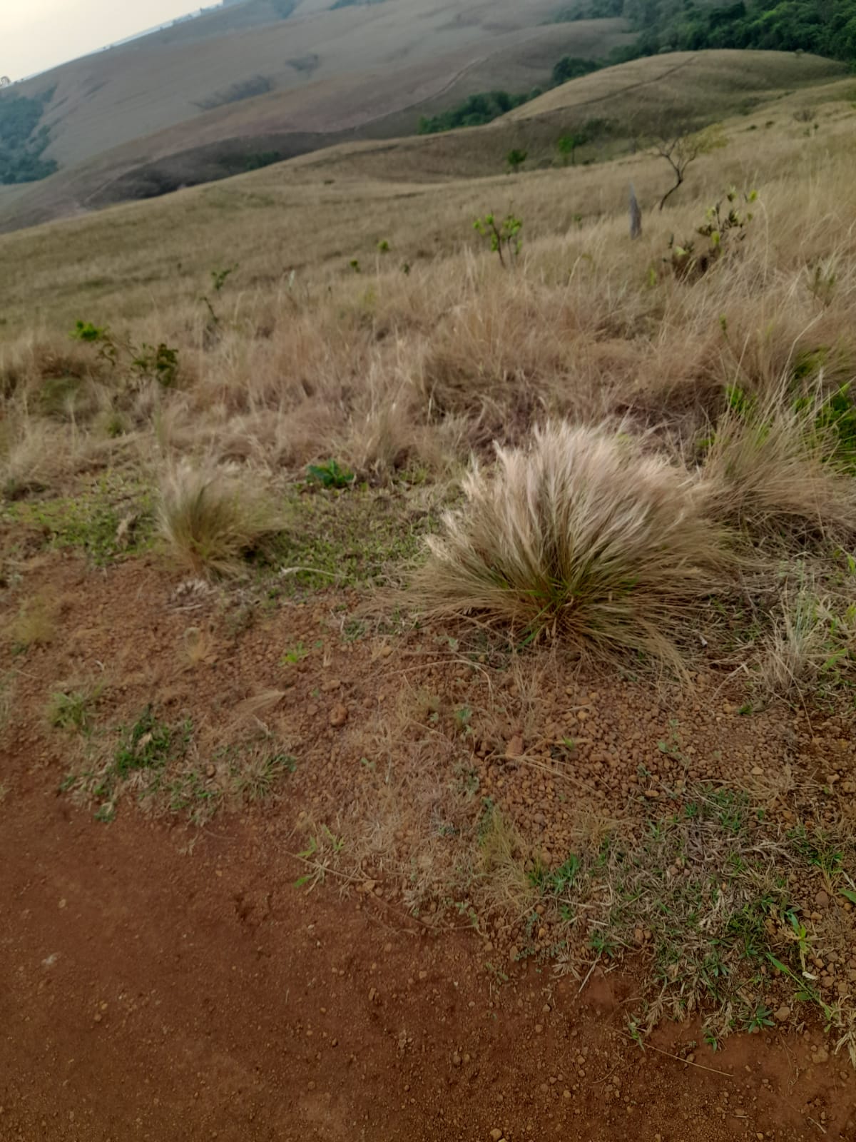 Chácara à venda com 1 quarto, 890000m² - Foto 2