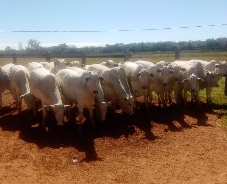 Chácara à venda com 4 quartos - Foto 8