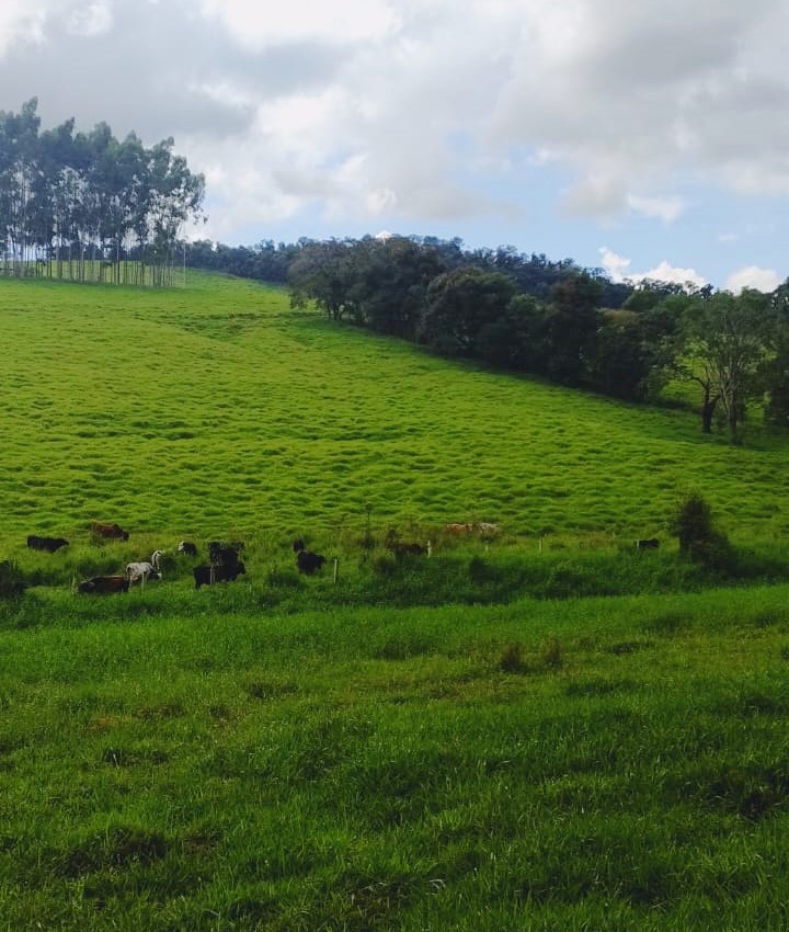 Chácara à venda com 3 quartos - Foto 8