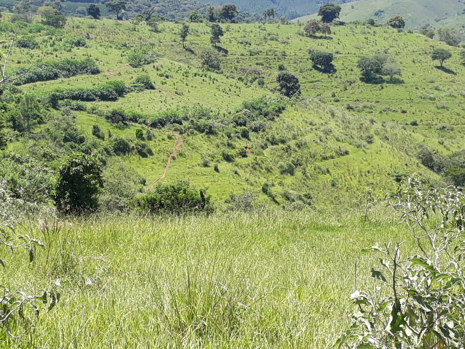 Chácara à venda com 1 quarto - Foto 2