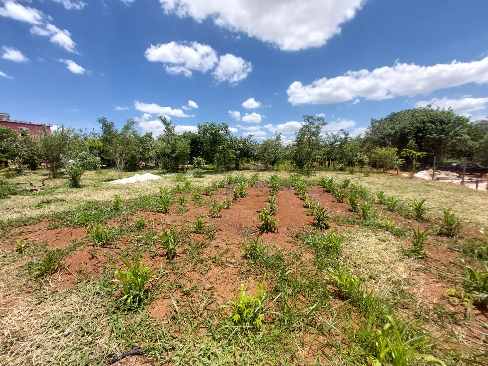 Chácara à venda com 3 quartos, 4300m² - Foto 4