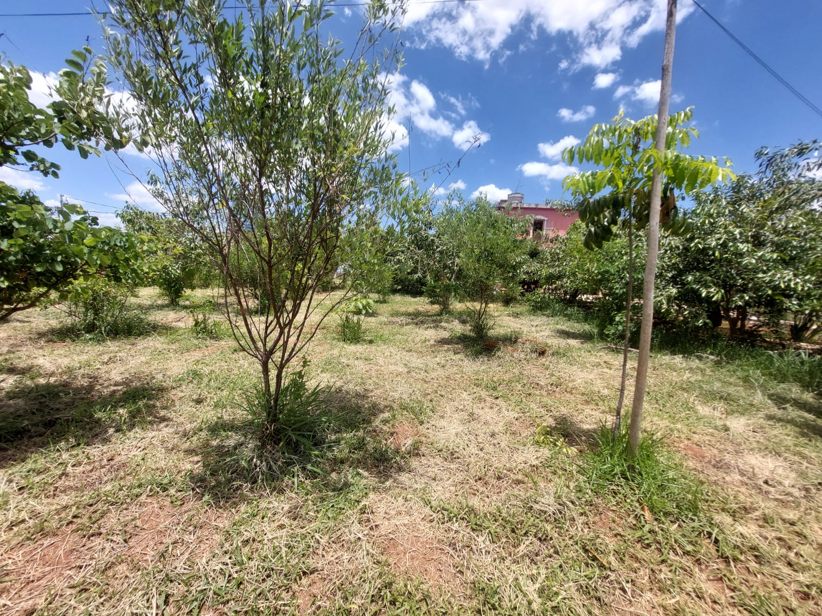 Chácara à venda com 3 quartos, 4300m² - Foto 8